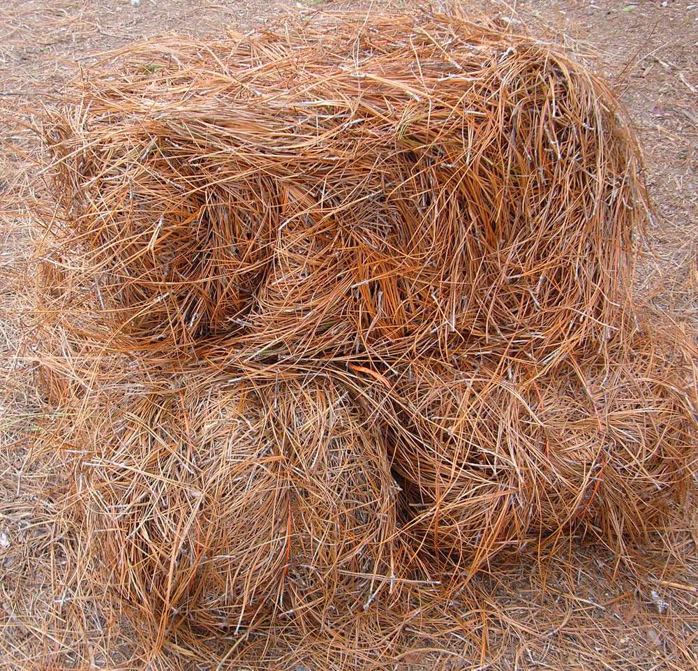 Warning: Pine Straw Scam.