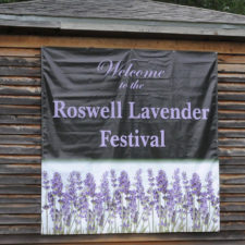 Roswell Lavender Festival