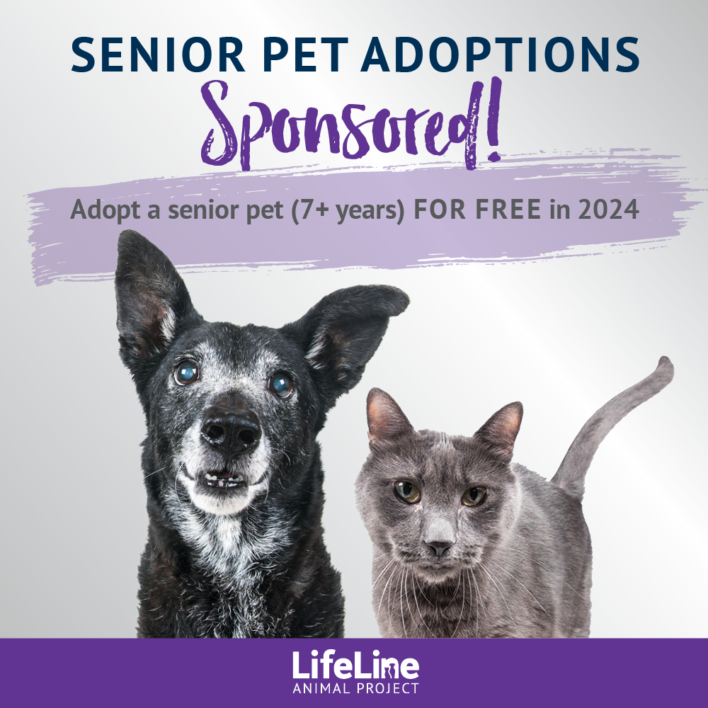 All Senior Pets Sponsored in 2024