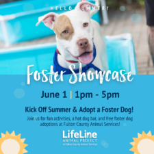 Fulton County Pet Foster Showcase